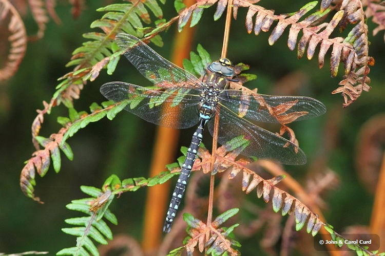 J01_0069 Common Hawker male.JPG